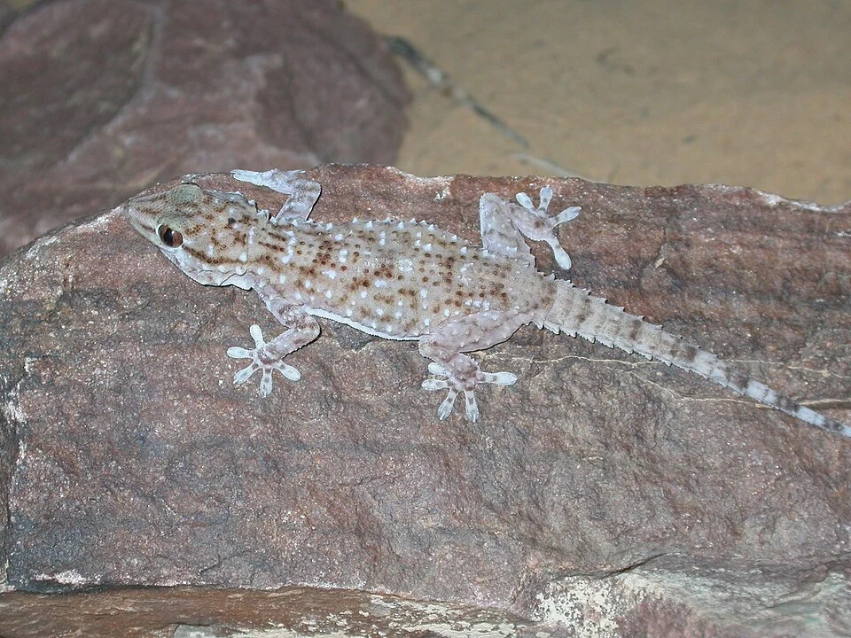Sierra Leone Wall Gecko (Tarentola parvicarinata)