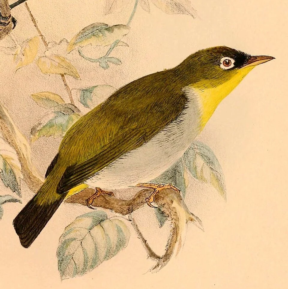 « Zosterops nehrkorni » = Zosterops nehrkorni (Sangihe White-eye)