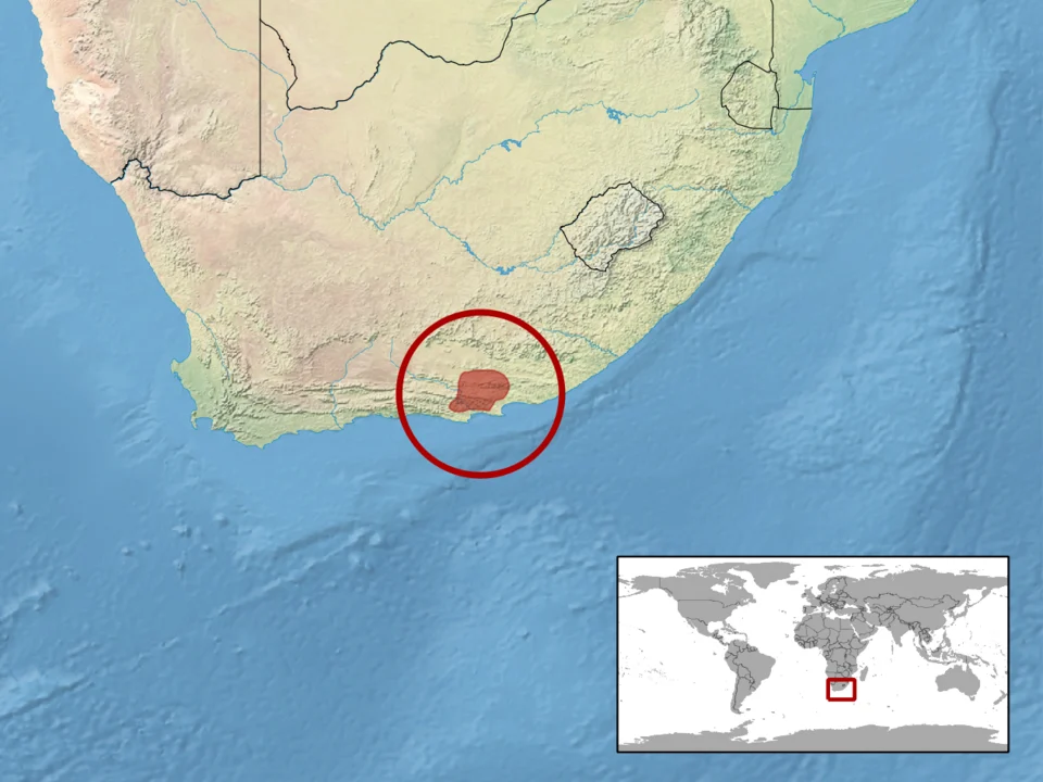geographic distribution of Goggia essexi (Native:
South Africa (Eastern Cape Province))