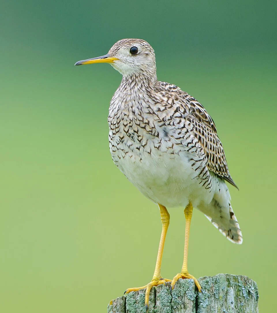 An Upland Sandpiper (Bartramia longicauda) perched on a fence post in the Carden Alvar region, near Kirkfield, Ontario, Canada.