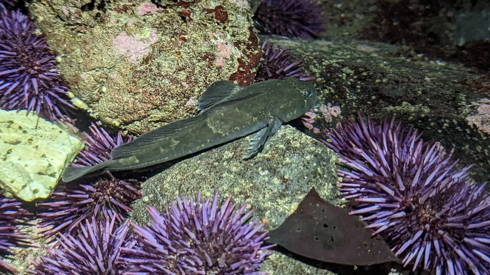 Rosylip sculpin Ascelichthys rhodorus Humboldt, California