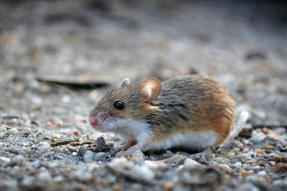 Mus minutoides - Overberg, Western Cape