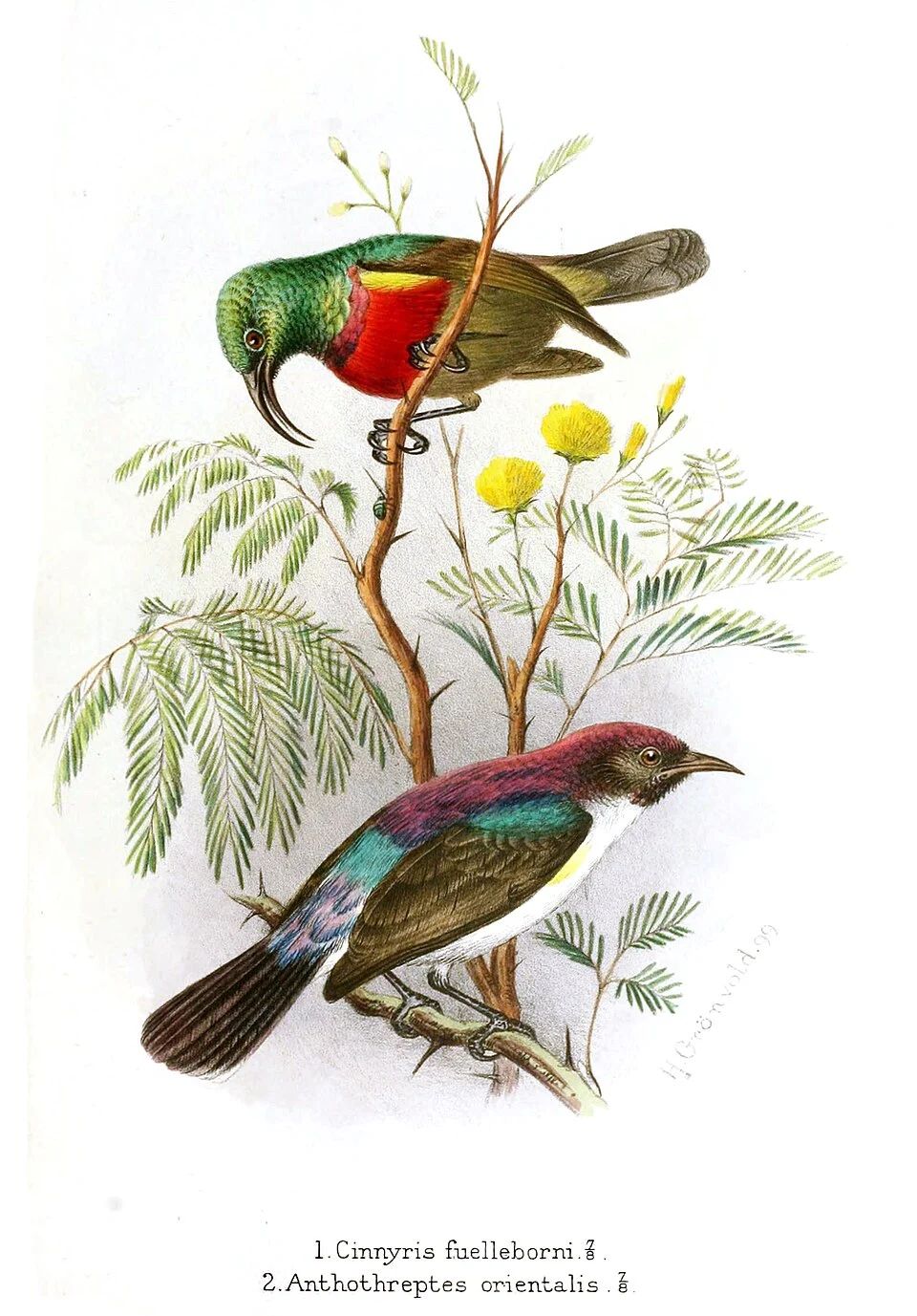 Plate IV from G. E. Shelley's publication The birds of Africa (vol. 2, 1900); illustration by Henrik Grönvold:
Cinnyris fuelleborni
Anthothreptes orientalis