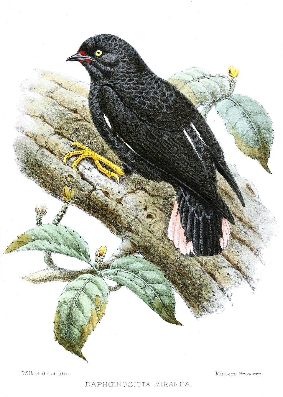 Daphoenositta miranda