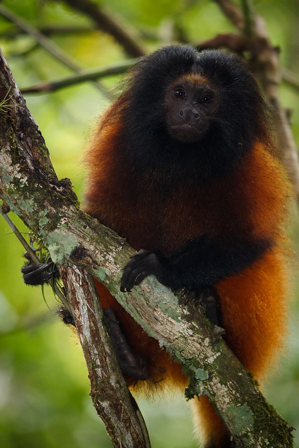 Leontopithecus caissara (Lorini & Persson, 1990); Critically Endangered (IUCN 2003)