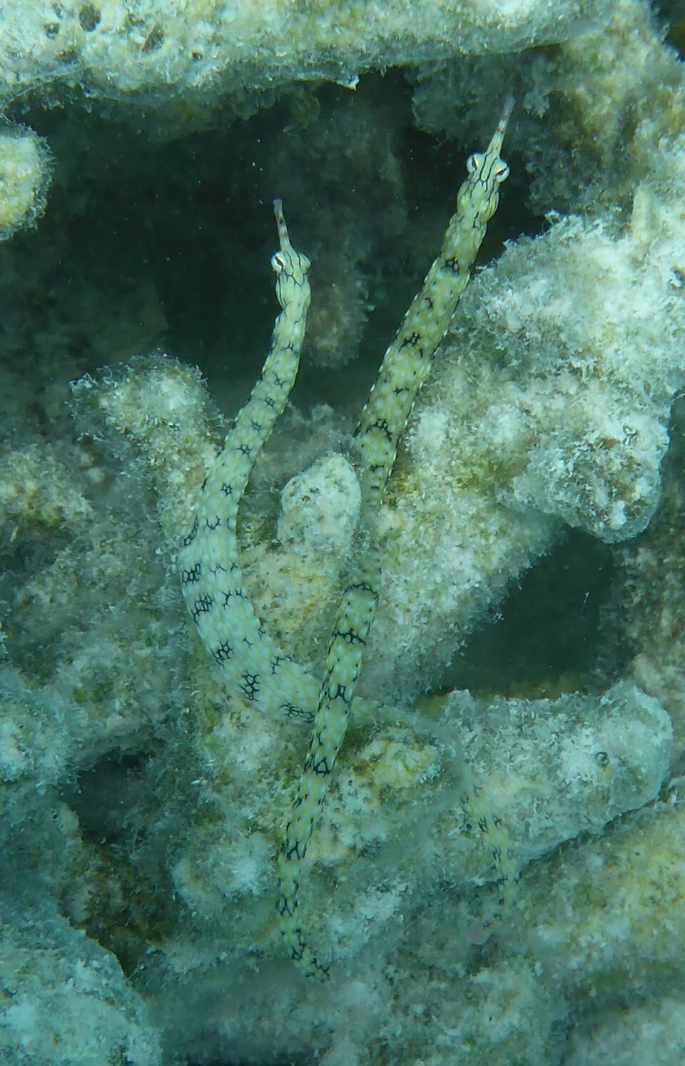 Two pipefish presumed to be Corythoichthys intestinalis photographed on Heron Reef, Queensland, Australia in October 2015