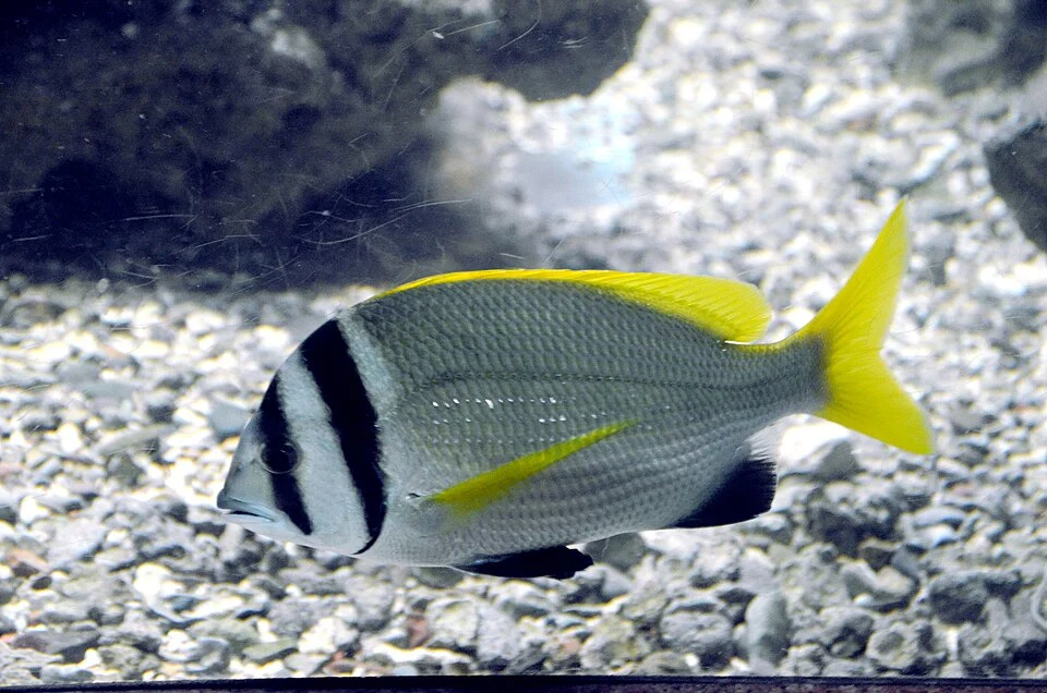 Twobar seabream - doublebar seabream