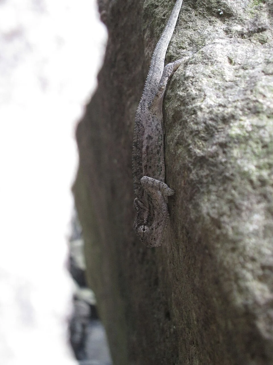 Drakensberg Dwarf Chameleon (Bradypodion dracomontanum)