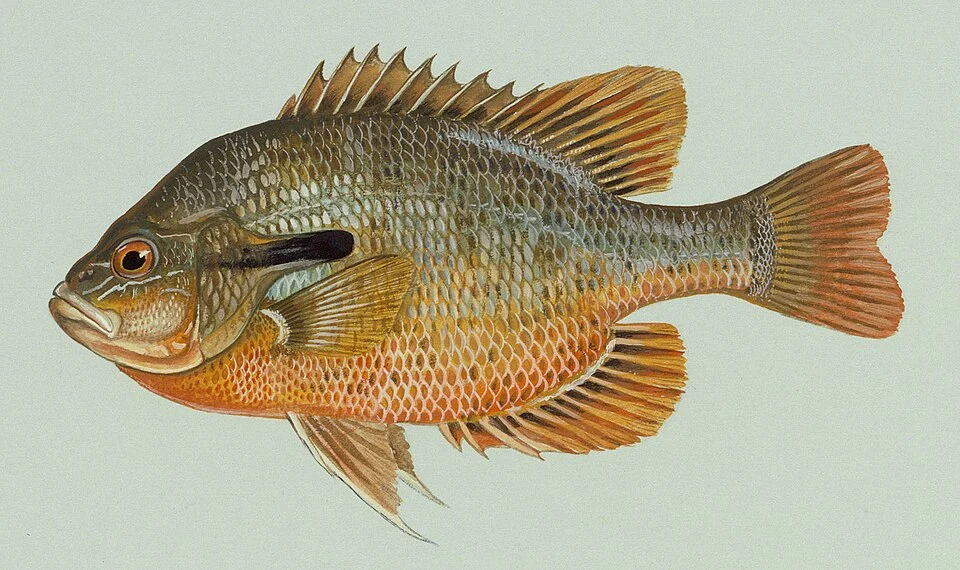 en:Redbreast sunfish (Lepomis auritus).
Title:  Redbreast sunfish
Alternative Title: Lepomis auritus
Creator: Raver, Duane
Source: WVDR-43-Raver
Publisher: U.S. Fish and Wildlife Service
Contributor: NATIONAL CONSERVATION TRAINING CENTER-PUBLICATIONS AND TRAINING MATERIALS
Rights: (public domain)
Subject: fish, artwork
Abstract: Scans of artwork commissioned by the Fish and Wildlife Service in the 1970's. Original art is kept at NCTC museum.
Available: June 20 2002
Issued: June 20 2002
Modified: May 10 2004