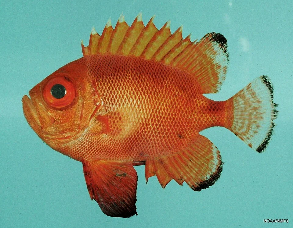 Short bigeye ( Pristigenys alta ). Gulf of Mexico.