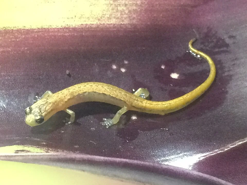 Atzalan Golden Salamander (Chiropterotriton aureus). Species of amphibian.