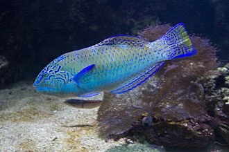 Halichoeres radiatus puddingwife wrasse fish
