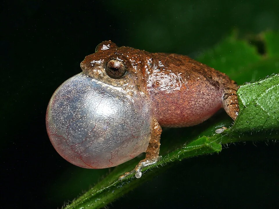Raorchestes blandus