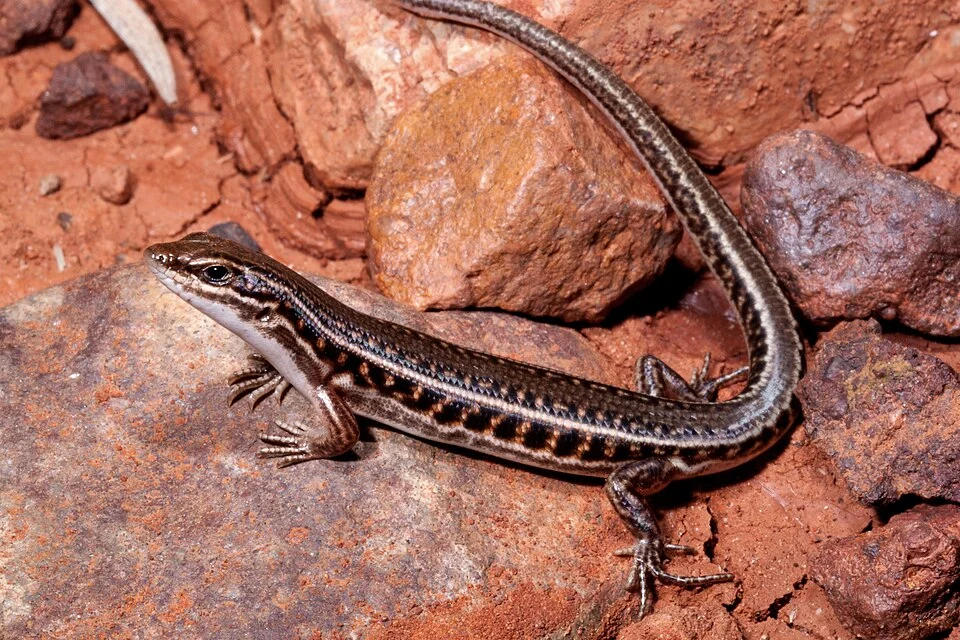Copyright (C) Steve K Wilson, Location: Congie Station, Eromanga South West Queensland Australia