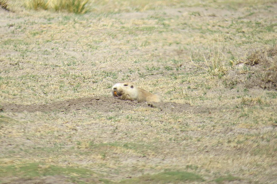 Highland Tuco-tuco (Ctenomys opimus)