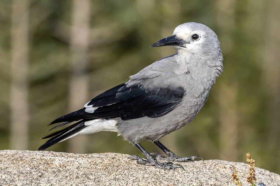 A Clark's Nutcracker standing on a rock in Rocky Mountain National Park