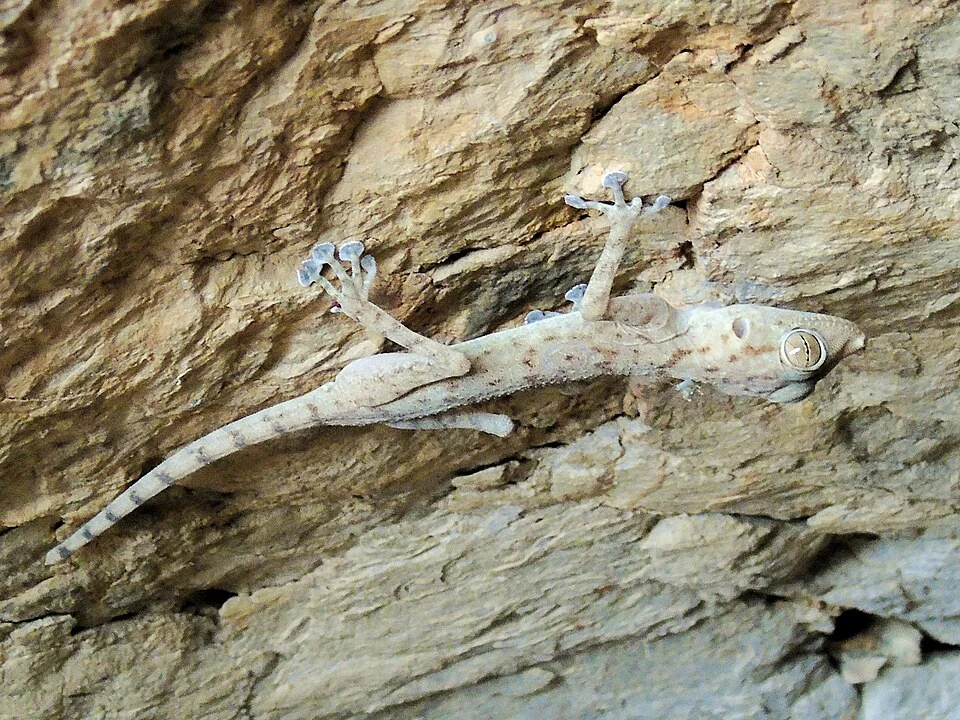 Ptyodactylus ruusaljibalicus