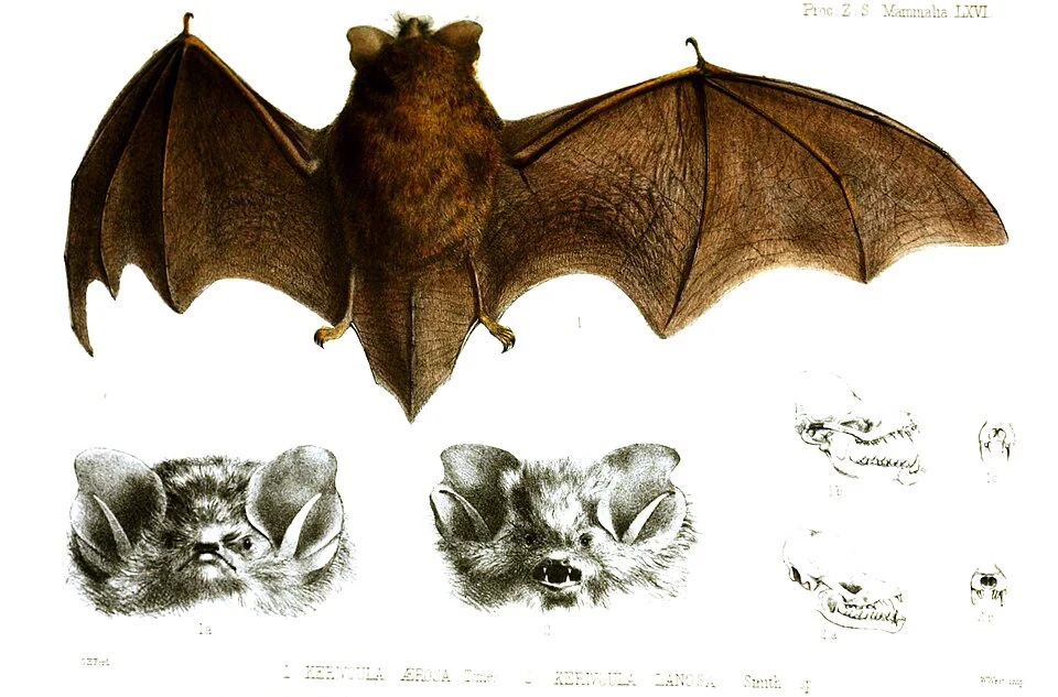 Kerivoula aerosa & Kerivoula lanosa