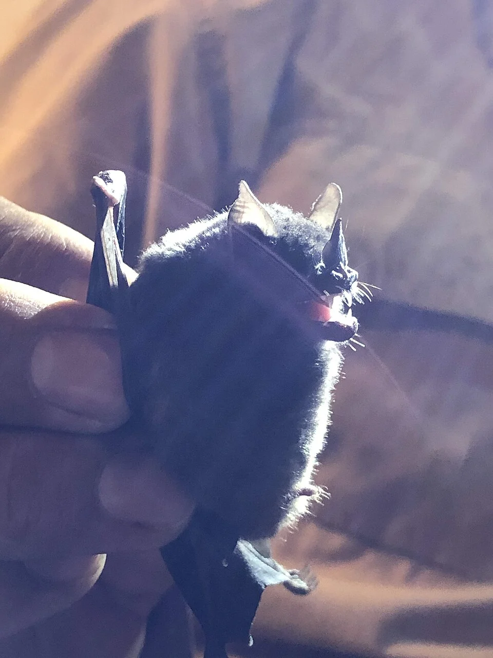 Chestnut short-tailed bat (Juvenile Male)