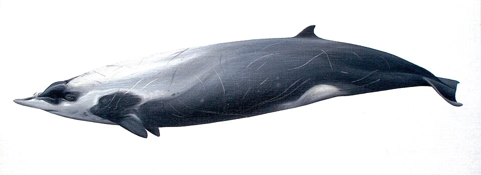 Mesoplodon layardii (Strap-toothed whale, Layard's beaked whale), oil on paper