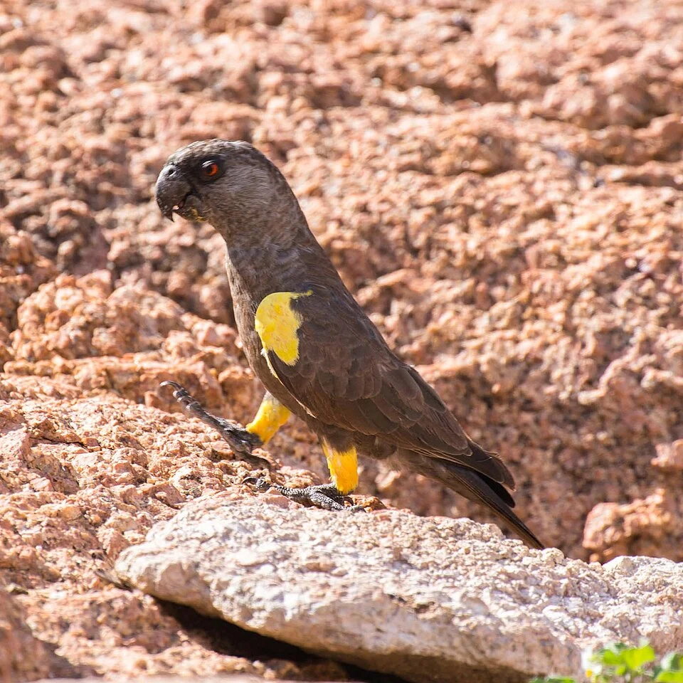 Rüppells parrot-5275