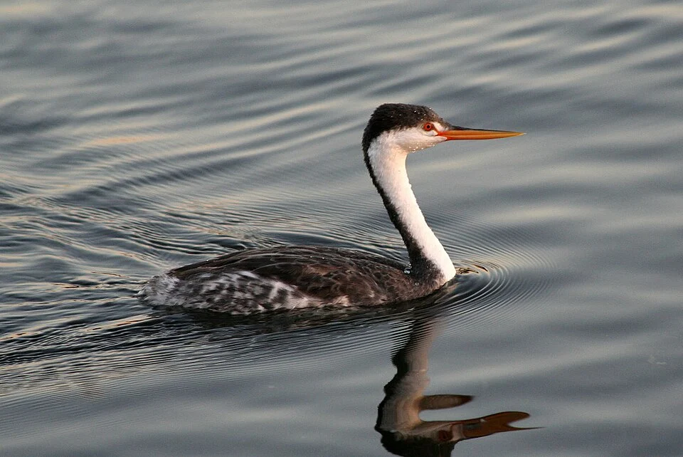 Clark's Grebe (Aechmophorus clarkii) taken at Lake Merritt in Oakland, California.