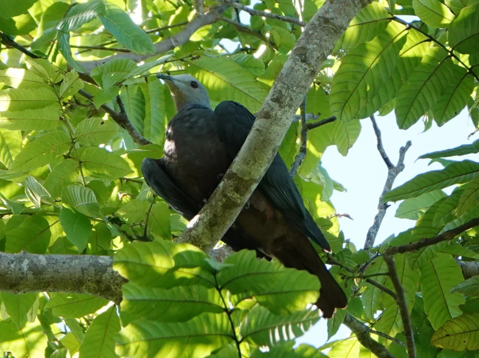 Chestnut-bellied Imperial-Pigeon Ducula brenchleyi in Guadalcanal, Solomon Islands