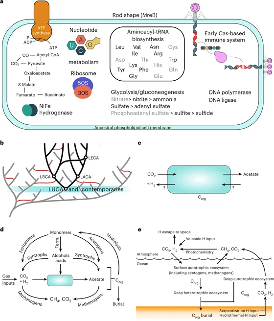 Moody and coauthors’ hypothetical reconstruction of LUCA’s cellular features, ancestry and ecosystem, 2024