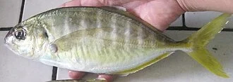 Caranx vinctus, Baja California