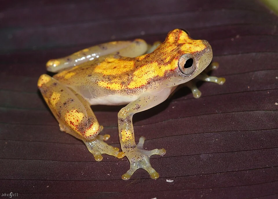 Hosteria la Selva Tree Frog (Dendropsophus miyatai) from Loreto, Peru