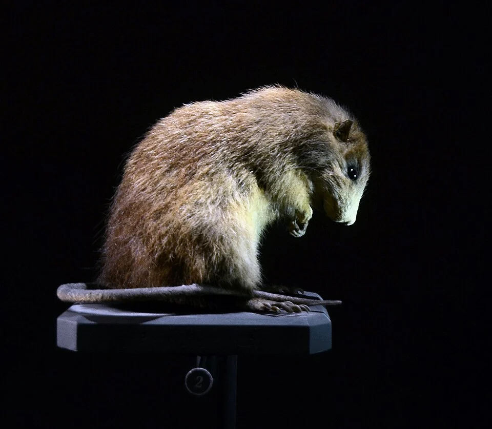Rat pilori de Sainte-Lucie (Megalomys luciae ), espèce éteinte. Specimen naturalisé exposé dans la Grande Galerie de l'Evolution au Museum National d'Histoire Naturelle, à Paris.