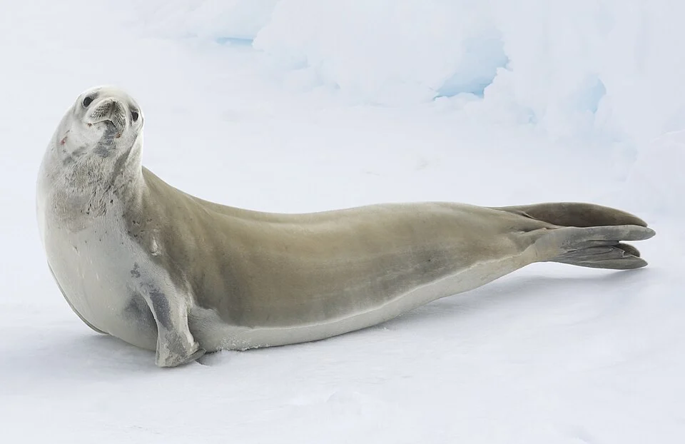 Crabeater seal on the sea ice in Antarctica