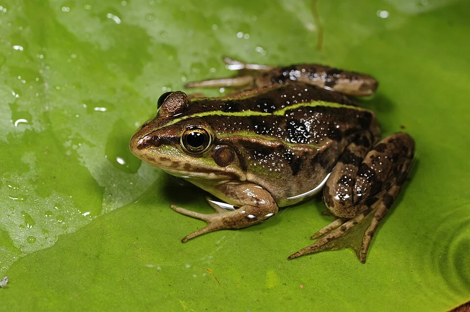 Albanian water frog (Pelophylax shquipericus) from Montenegro
