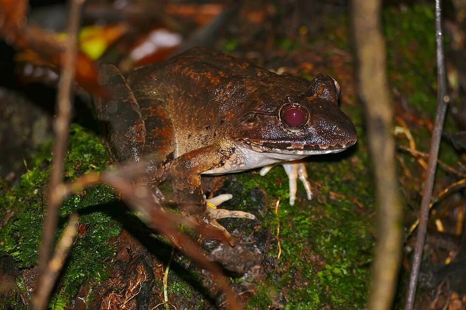 Mulu NP, Sarawak, MALAYSIA