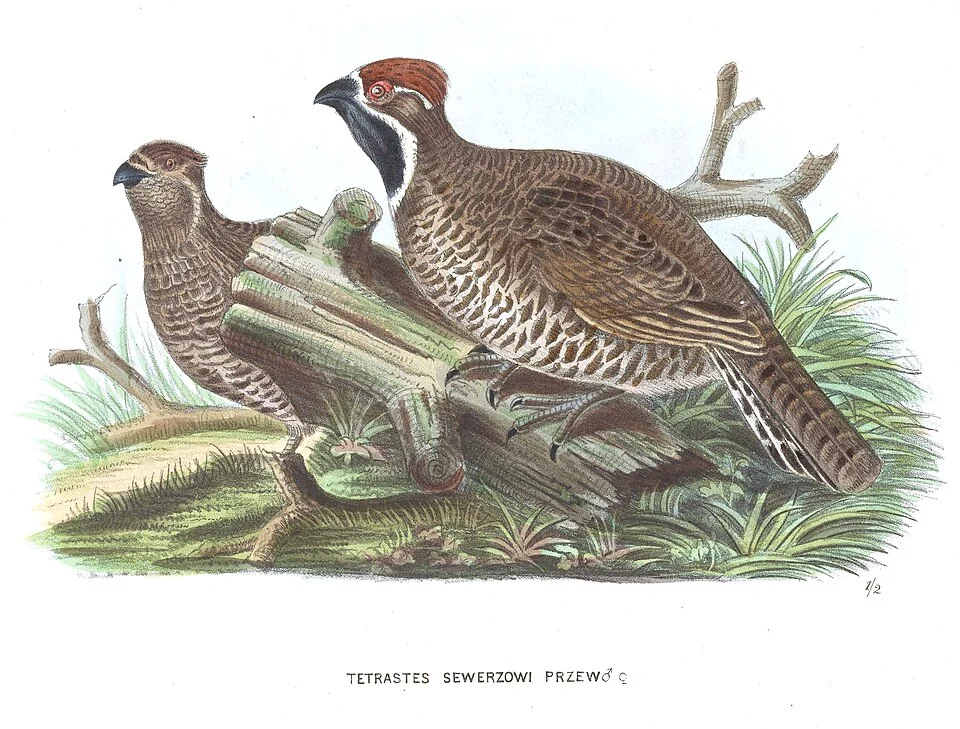 Tetrastes sewerzowi
