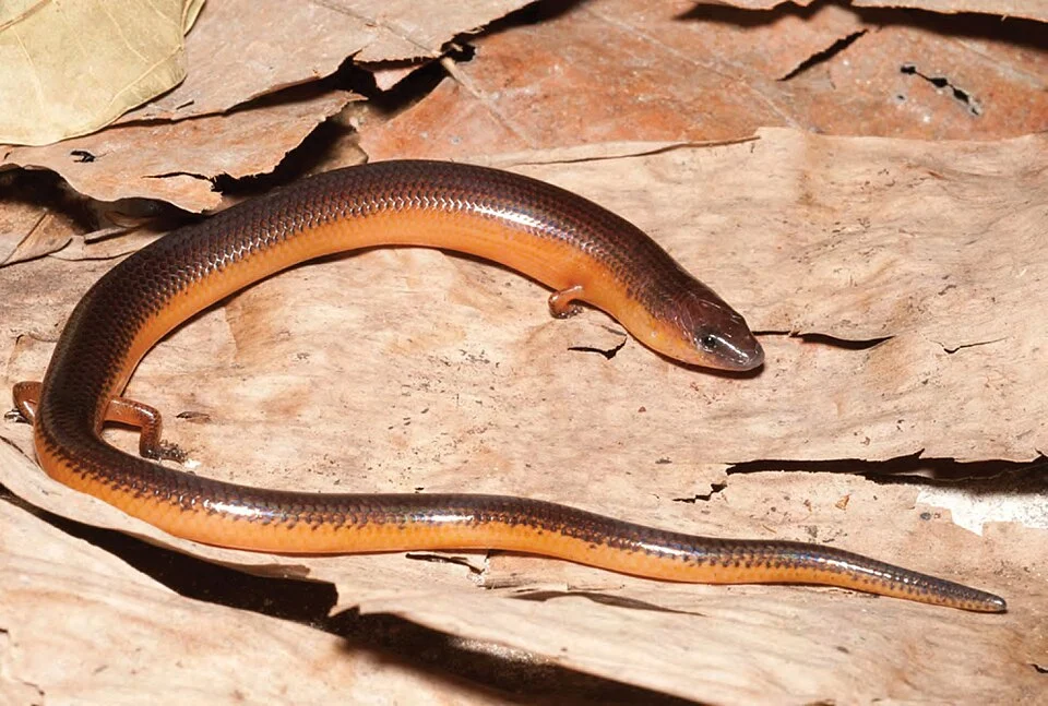 Brachymeles bicolor (KU 330074) from mid-elevation, Mt. Cagua. Photo: RMB.
