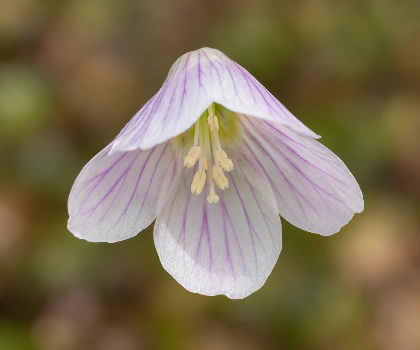 Wood-sorrel detail