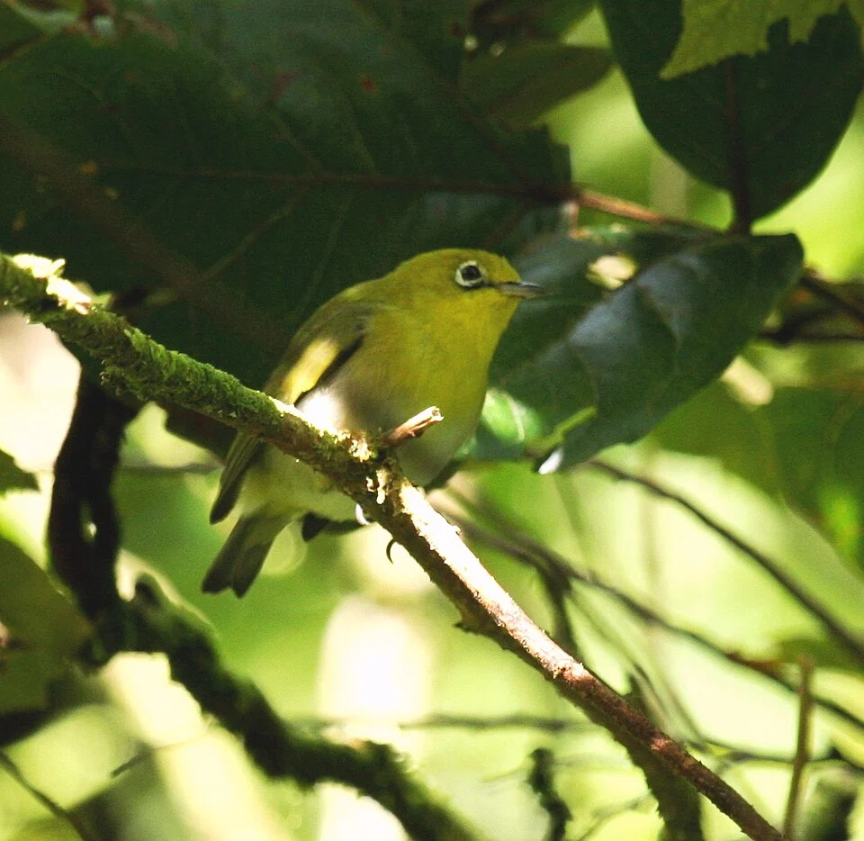 Layard's white-eye (Zosterops explorator) at De Voeux Peak on Taveuni, Fiji Isles