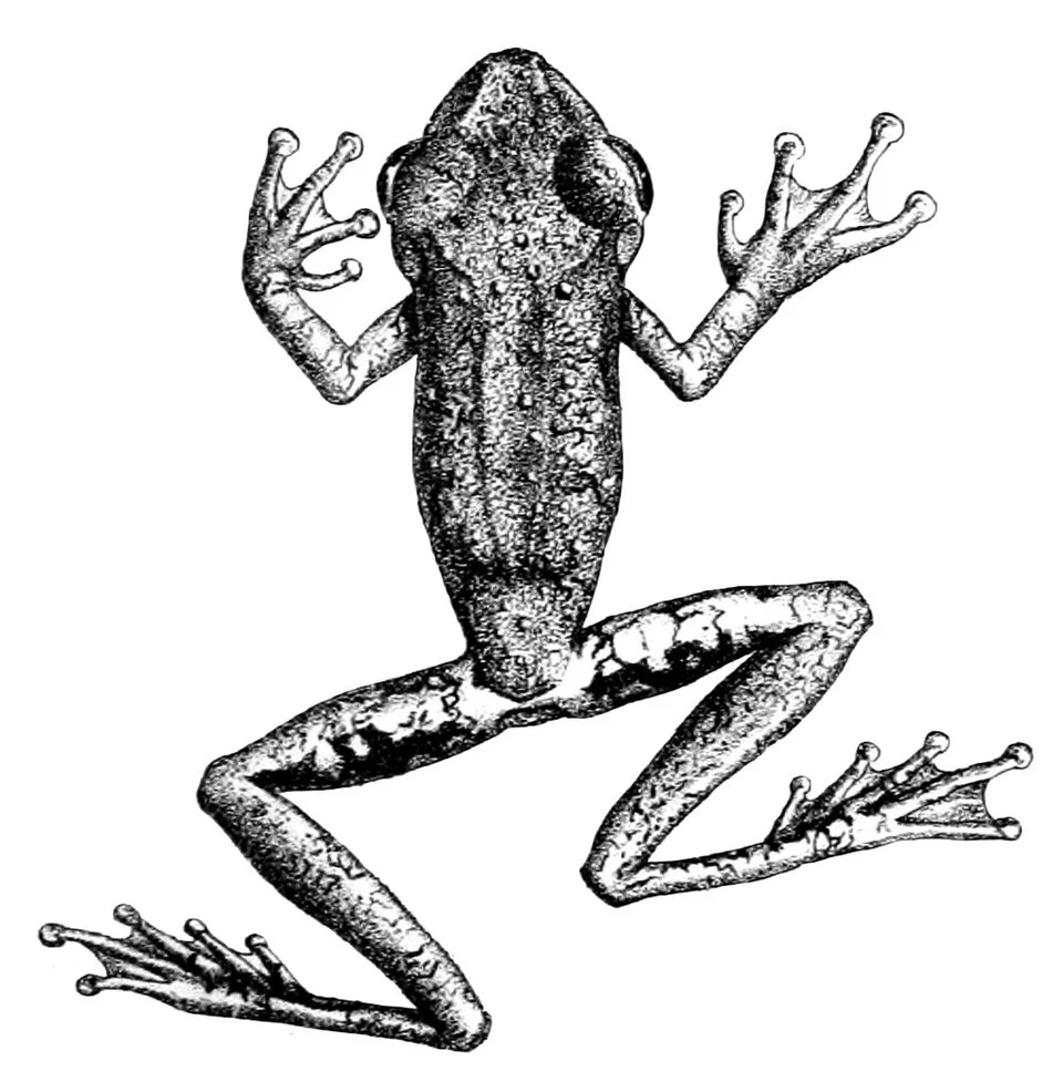 Hyla inframaculata = Osteocephalus inframaculatus
