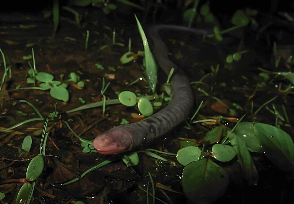 Anfibio del orden Gymnophiona encontrado en el Distrito de Manejo Integrado Barbas-Bremen, Municipio de Filandia, departamento del Quindío