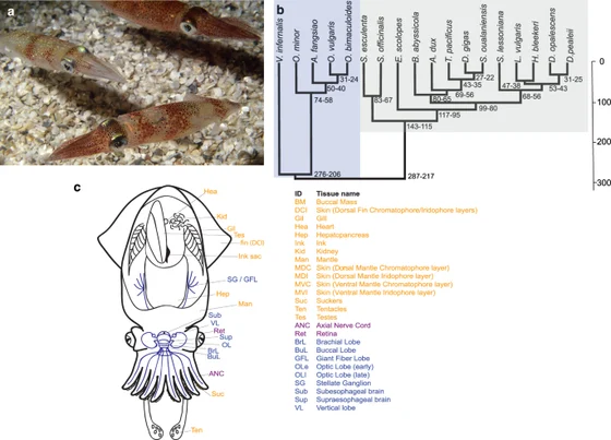 Doryteuthis pealeii photograph by Roger Hanlon, anatomical sampling schematic and coleoid phylogeny in Albertin and coauthors’ figure 1