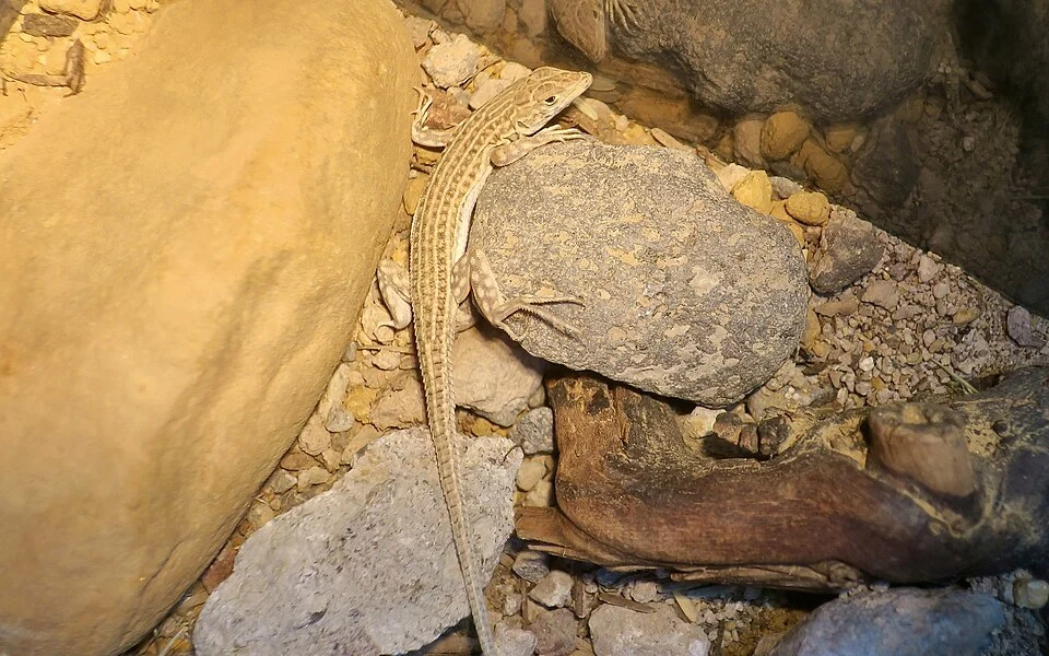 A leopard fringe-fingered lizard at LLL Reptile and Supply Company in Henderson, Nevada.
