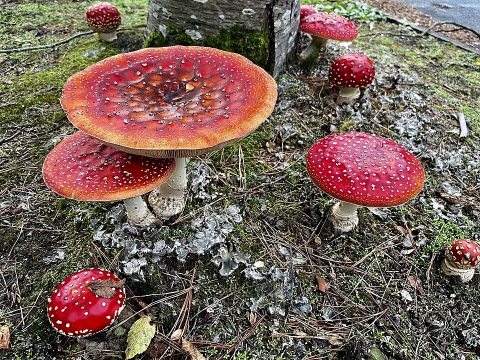 Fly agaric