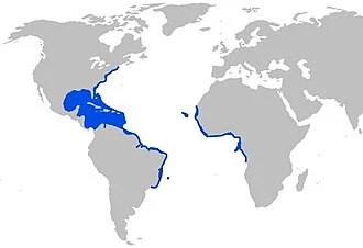 native range of the ballyhoo halfbeak Hemiramphus brasiliensis (Beloniformes)