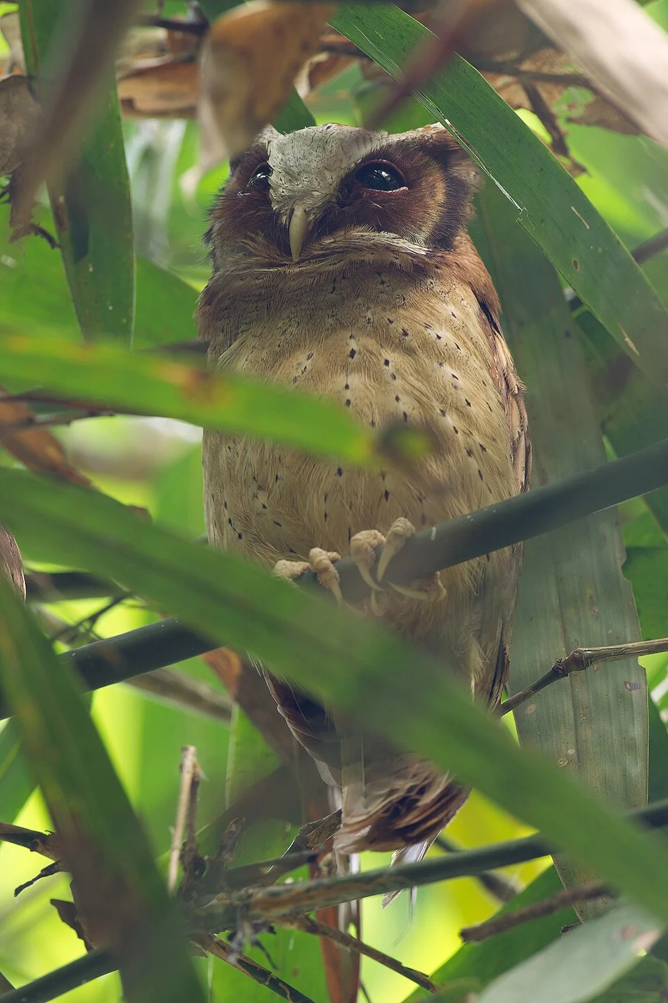 White-fronted Scops Owl Otus sagittatus, Kaeng Krachan National Park, Phetchaburi, Thailand