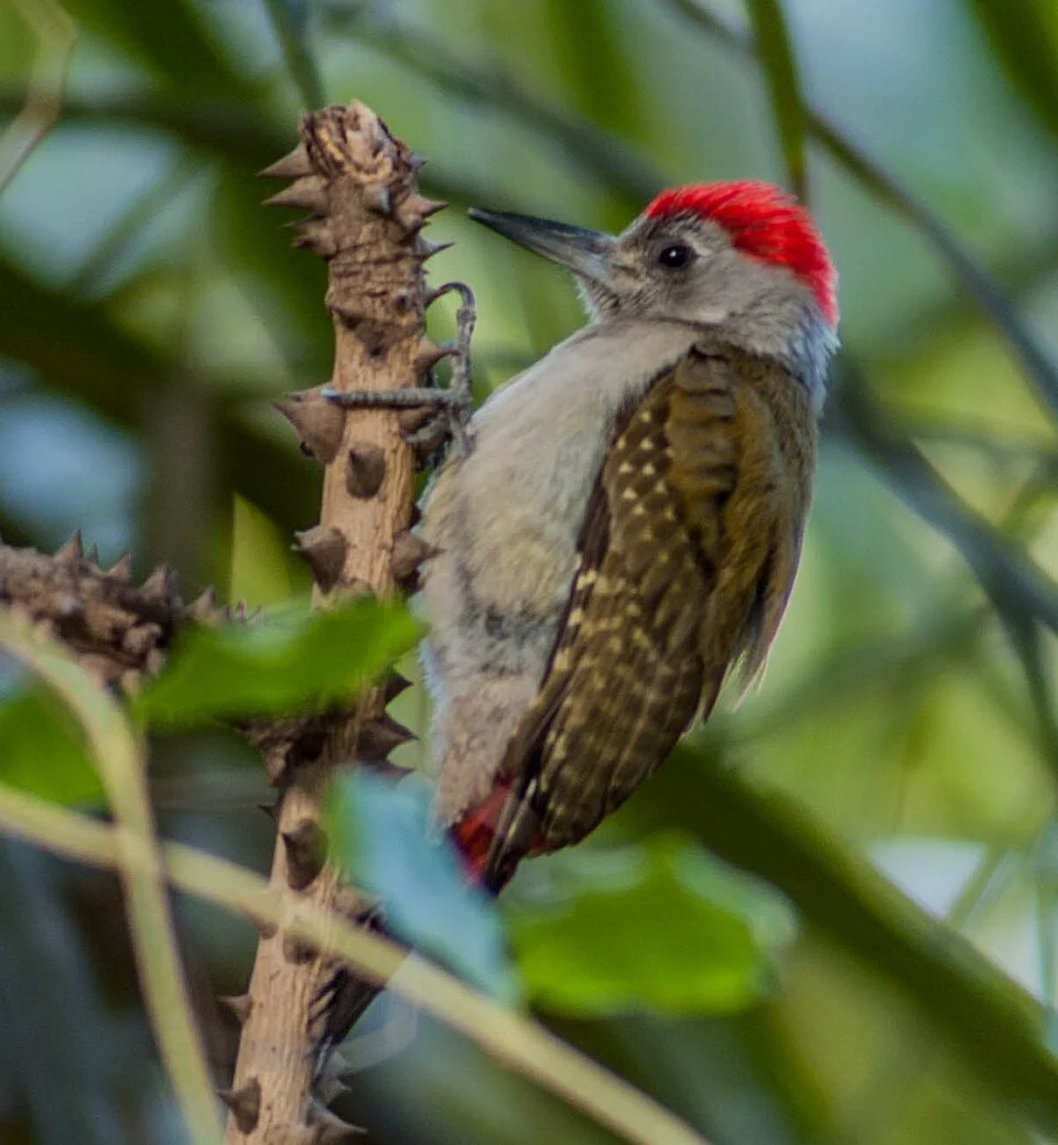 Grey Woodpecker ...Gambia