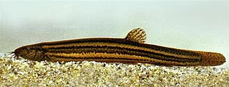 Misgurnus fossilis photographed in Tiszafüred, river Tisza, Hungary.
