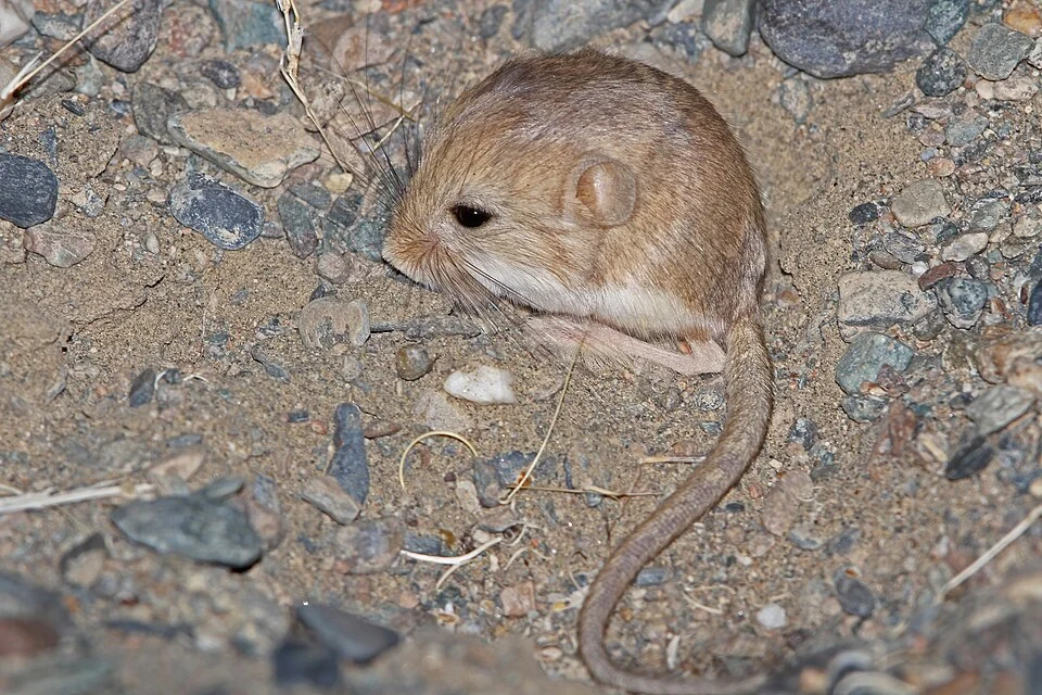 Photo of Kozlov's Pygmy Jerboa uploaded from iNaturalist.