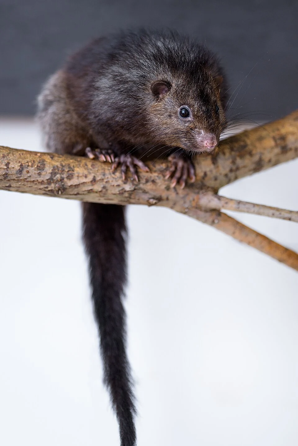 Panay cloudrunner in Prague Zoo