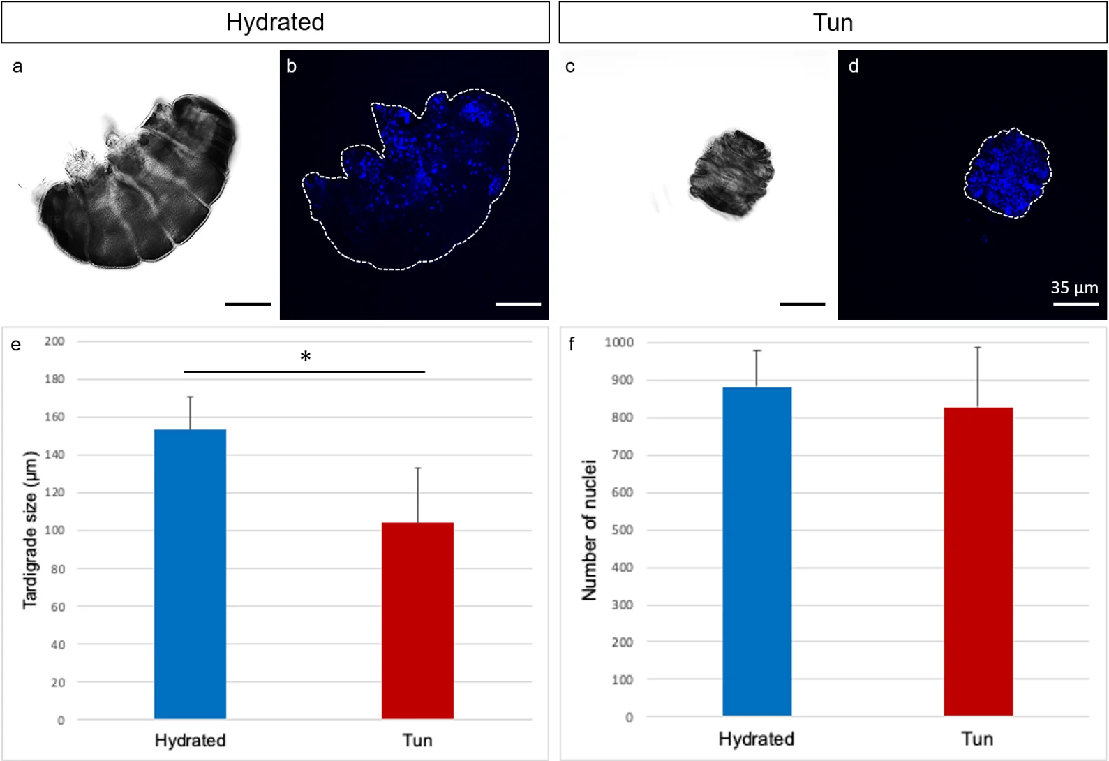 Hydrated and contracted tun forms of Yokozuna-1 Japanese tardigrades in DIC microscopy and blue nuclear staining, with body-size and nucleus-count charts.